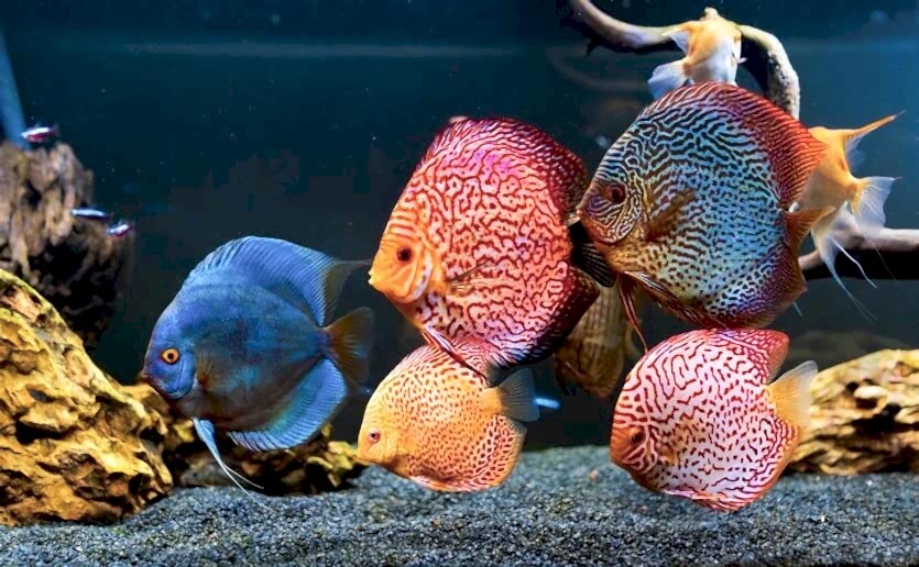 AKVARYUM BALIK SAĞLIĞI