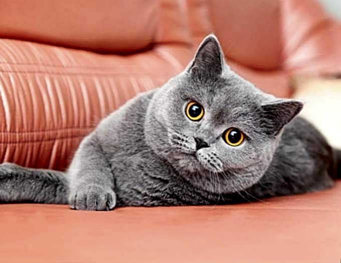 British Shorthair Bakım ve Özellikleri