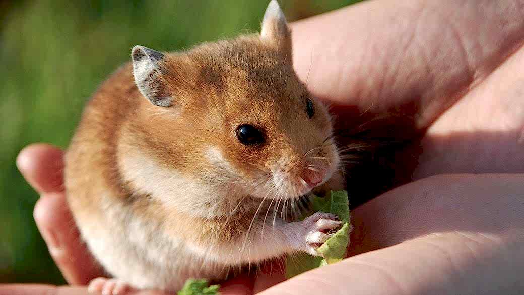 Hamster bakım ve beslenmesi