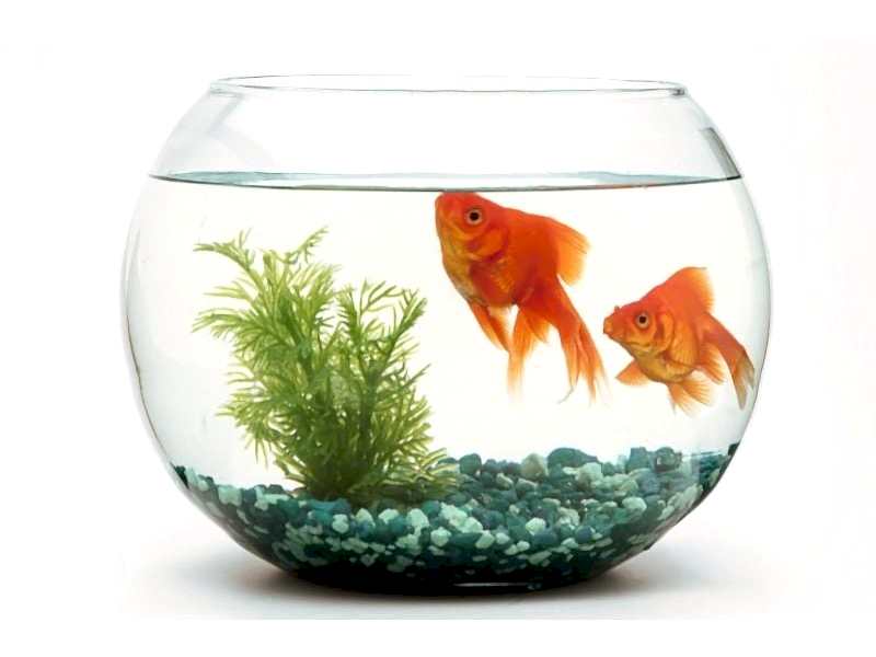 JAPON BALIKLARININ BAKIM ve BESLENMESİ