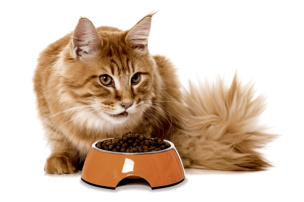 KEDİM İÇİN MAMA ÖNERİSİ