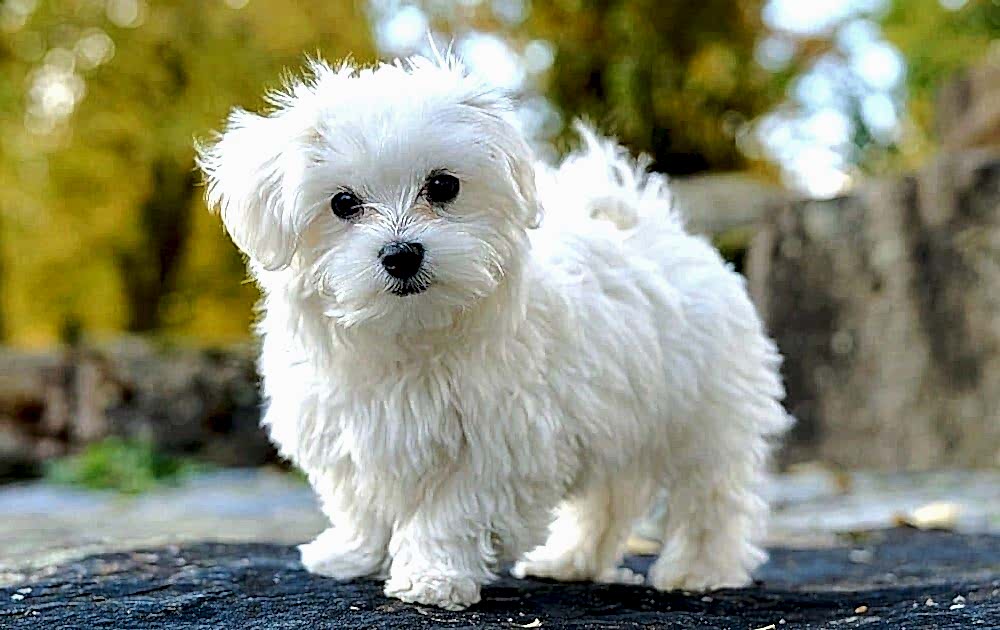 Maltese (Malta) Terrier