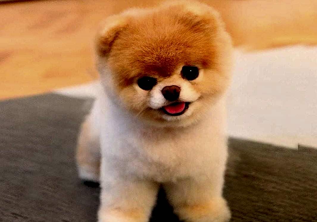 Pomeranian Boo Özellikleri ve Bakımı